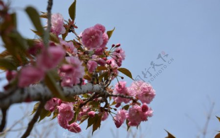樱花节图片