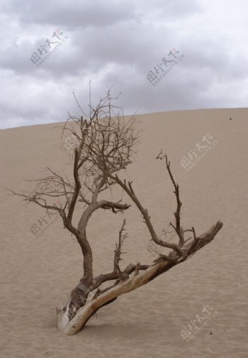 沙漠枯树图片