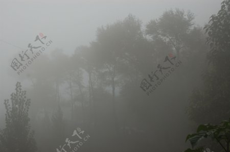 雾中丛林图片