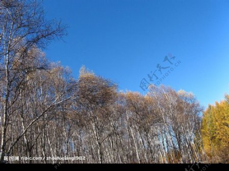 蓝天下的白桦林图片