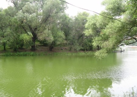水和树图片