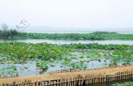 龙湖湿地公园图片