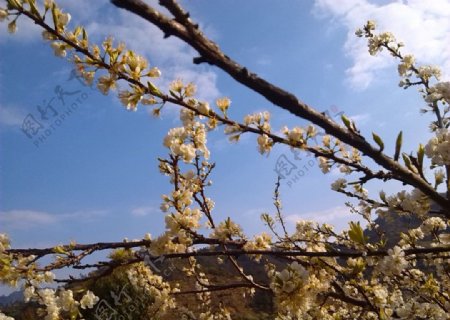 信宜梨花图片