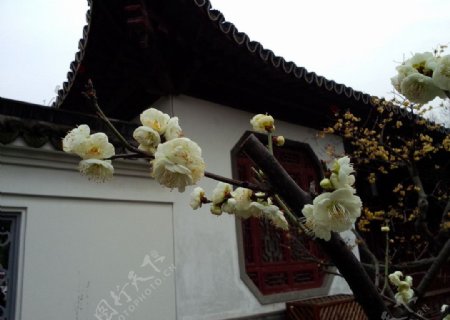 古代庭院白色梅花图片