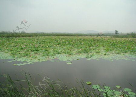 微山湖风光图片