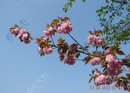 桃花图片