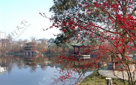 双流棠湖公园海棠花花卉海棠花朵亭子湖面图片