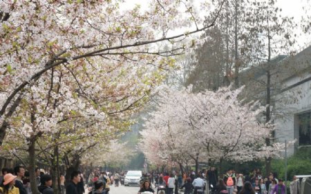 南京鸡鸣寺的樱花图片