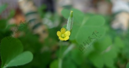 黄色小花绿色植物图片