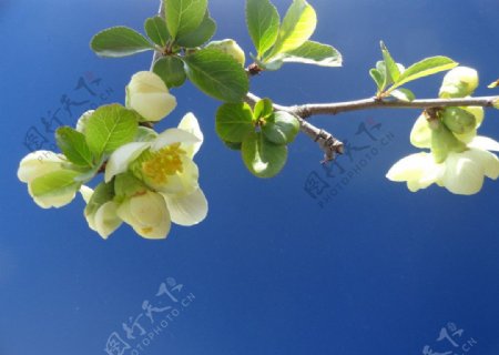 海棠花图片