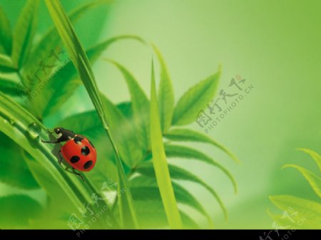 春日甲虫图片