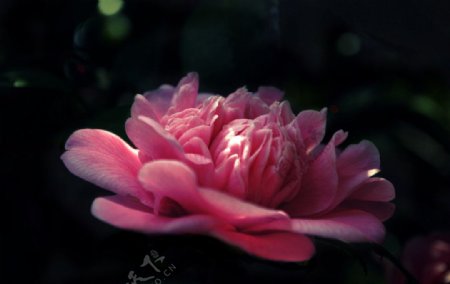茶花粉色图片