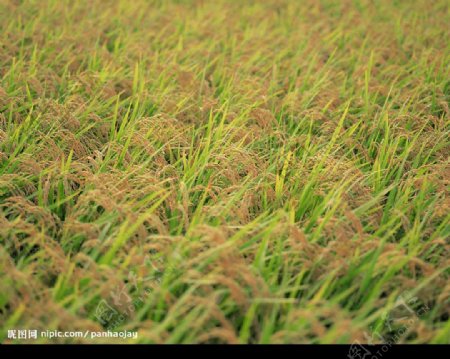 丰收的稻田图片