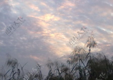 夕阳下的芦苇丛图片