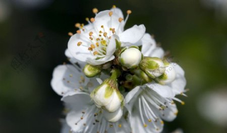 白色海棠花图片