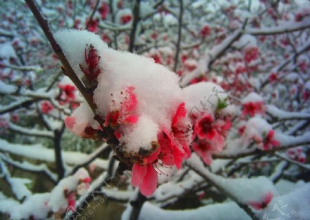 四月雪里桃花图片