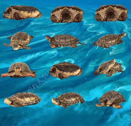 动物素材乌龟图片