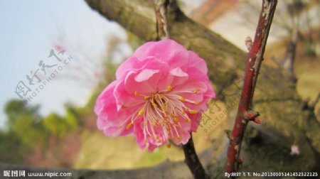 梅花图片