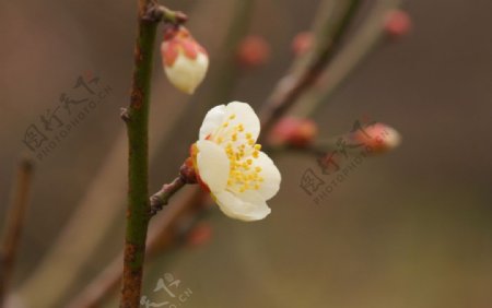 梅花图片