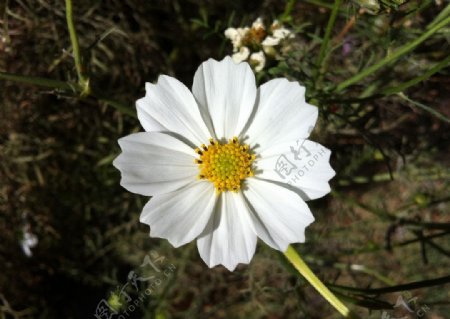 白色的花朵图片