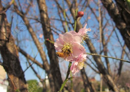 粉红梅花蜜蜂图片