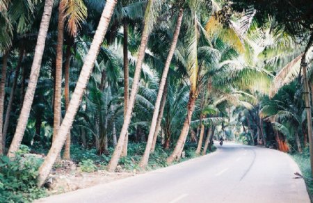 椰林下的公路图片