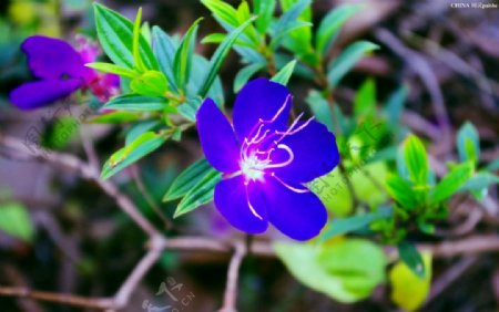 野山花紫色花图片