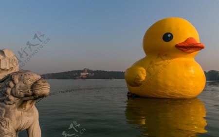 大黄鸭在昆明湖图片