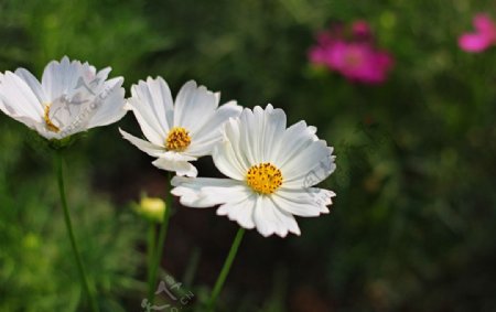 白色小野菊花图片