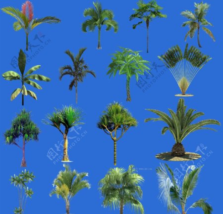 热带植物素材图片