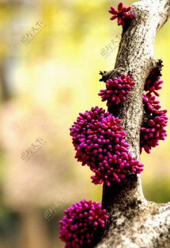 含苞待放的紫荆花图片