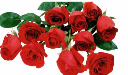 红色玫瑰花朵素材图片