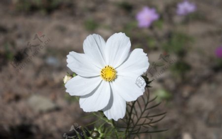 格桑花白色图片