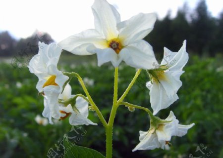 马铃薯花白色花朵图片