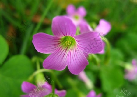 三叶草的紫色小花图片