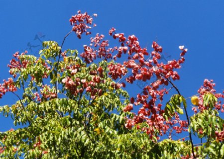 栾树花图片