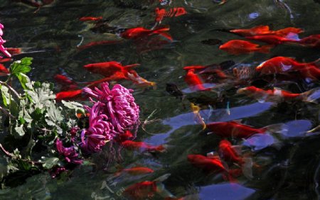 菊花展图片