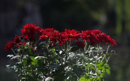 菊花展图片