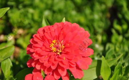 红花花朵图片