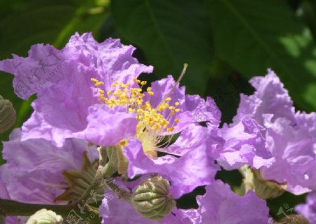 紫薇图片