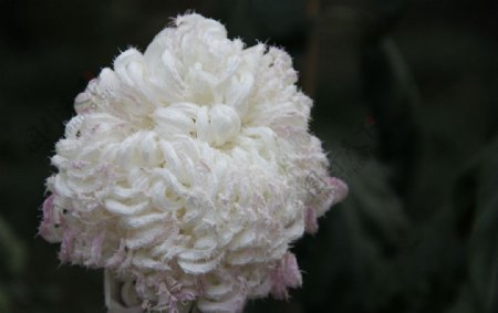 球形菊花图片
