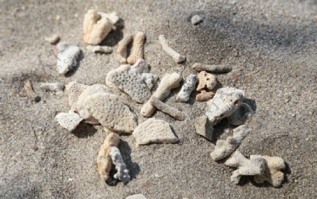 细沙碎珊瑚图片