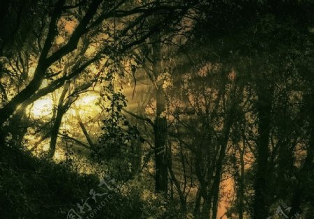 山林陽光图片