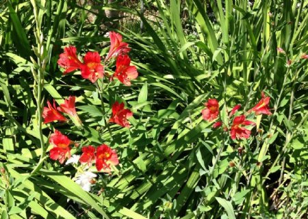 红花丛图片