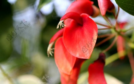 象牙红刺桐花图片
