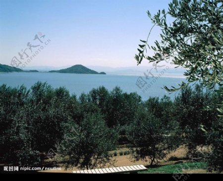 橄欖園海邊風光图片
