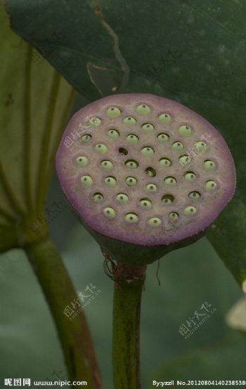 荷花莲蓬图片