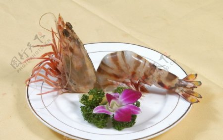 澳洲大明虾图片