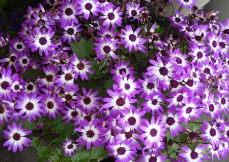白紫色瓜叶菊图片