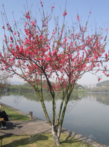 杭州西湖红樱花图片